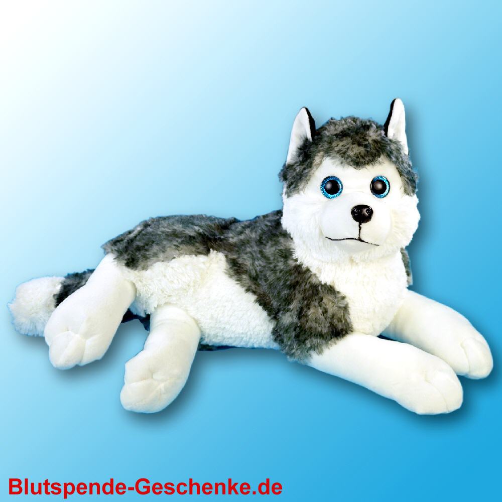 Blutspendegeschenk Pl&uuml;sch-Husky liegend